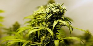 Cinq tonnes de cannabis saisies dans le sud-ouest de la france