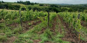 Crise du vin : le Val de Loire tire son épingle du jeu