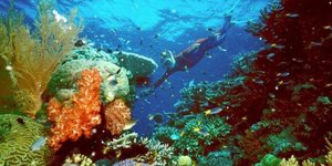 Des scientifiques australiens tirent la sonnette d'alarme pour la grande barriere de corail