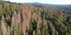 ForEt bois scolytE Echallon Ain 