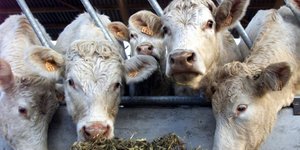 Les vaches de normandie victimes des sanctions contre l'iran