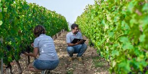 [SRIE VIGNOBLE] Comment le Vignoble des Vins de Loire prpare la viticulture du futur