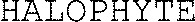 FMARK0000000004545936